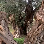 Zeytin Villa