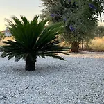 Zeytin Vasilia